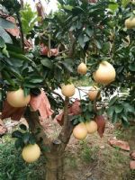 出售三红蜜柚苗三红蜜柚新品种|田园种植三红蜜柚壮苗 出售三红蜜柚苗三红蜜柚新品种|田园种植三红蜜柚壮苗