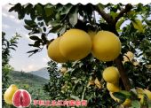 哪里有红心蜜柚苗|这家红心蜜柚苗来自高龄红心柚树上的枝条嫁接 哪里有红心蜜柚苗|这家红心蜜柚苗来自高龄红心柚树上的枝条嫁接