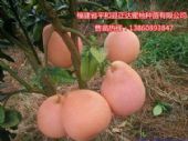 平和三红柚子苗优惠预定-品种100%保证正宗三红柚子苗价格6 平和三红柚子苗优惠预定-品种100%保证正宗三红柚子苗价格6