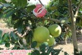 优质红肉蜜柚苗自家苗基地出售|美味红心蜜柚挂满枝条 优质红肉蜜柚苗自家苗基地出售|美味红心蜜柚挂满枝条