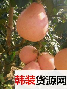 自育大三红蜜柚苗保湿邮寄成活率高_低成本三红蜜柚苗自家苗 自育大三红蜜柚苗保湿邮寄成活率高_低成本三红蜜柚苗自家苗
