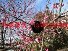 韩粉世家怎么代理?好用吗? 韩粉世家怎么代理?好用吗?