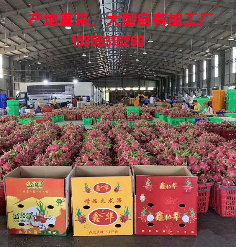越南红心火龙果批发货源 越南红心火龙果批发货源